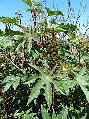 ricinus communis 2349